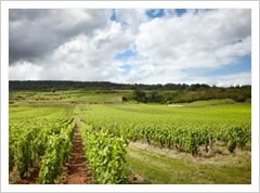 Burgundy Winery
