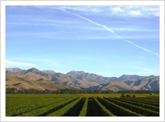 New Zealand Winery