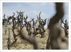 Rhone Winery